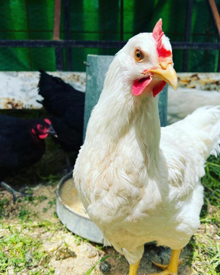 شقة Finca Martina كاسارابونيلا المظهر الخارجي الصورة